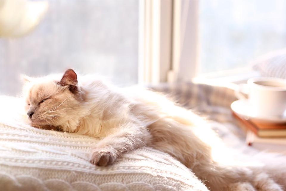 Energy-efficient glazing Chesterfield
